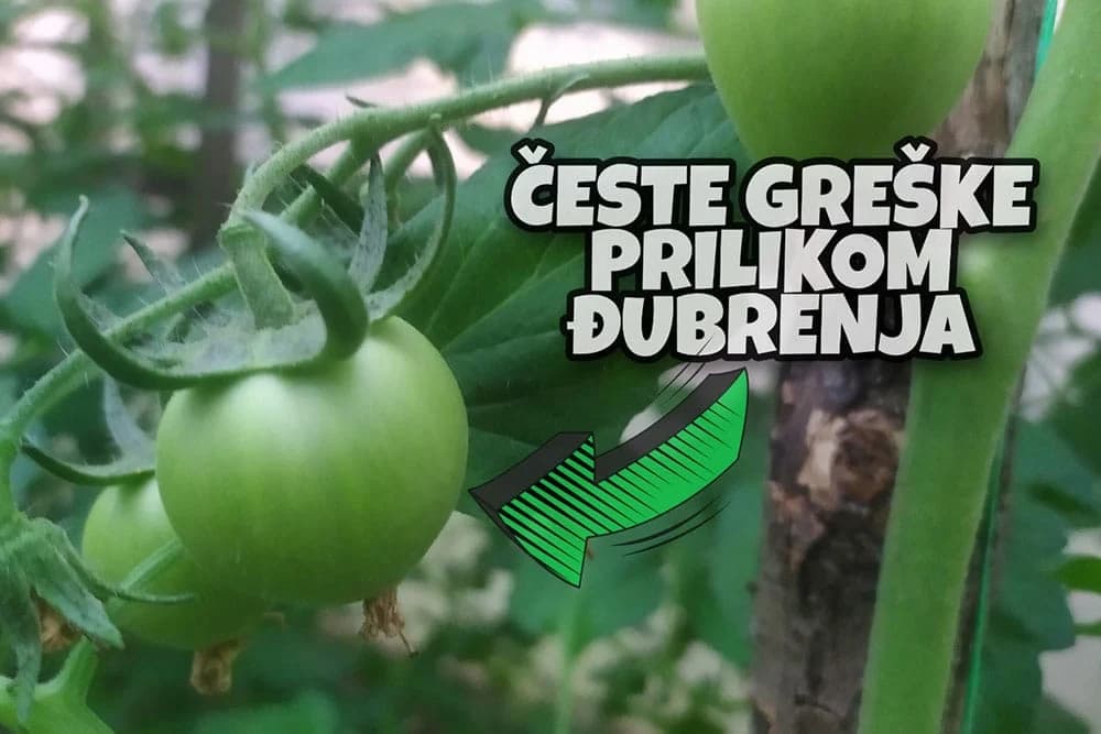 Slab prinos i sitni plodovi - gdje griješite prilikom prizvodnje paradajza?
