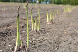 Uzgoj šparoga sedam puta isplativiji od pšenice - Zarada i do 6.500 KM po hektaru