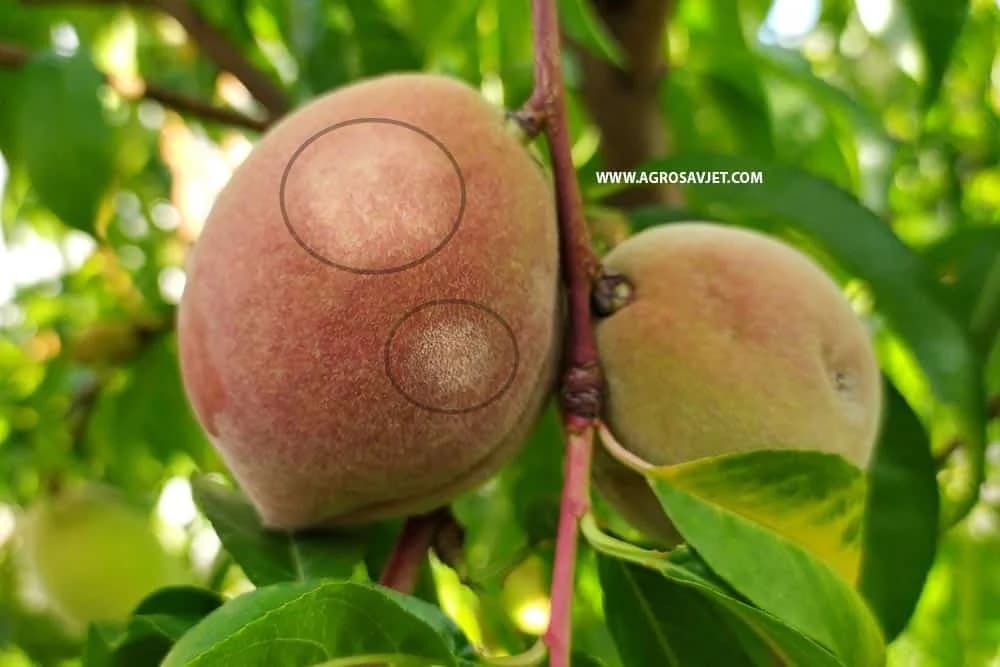 Pepelnica breskve - Bolest koja smanjuje prinos i kvalitet ploda