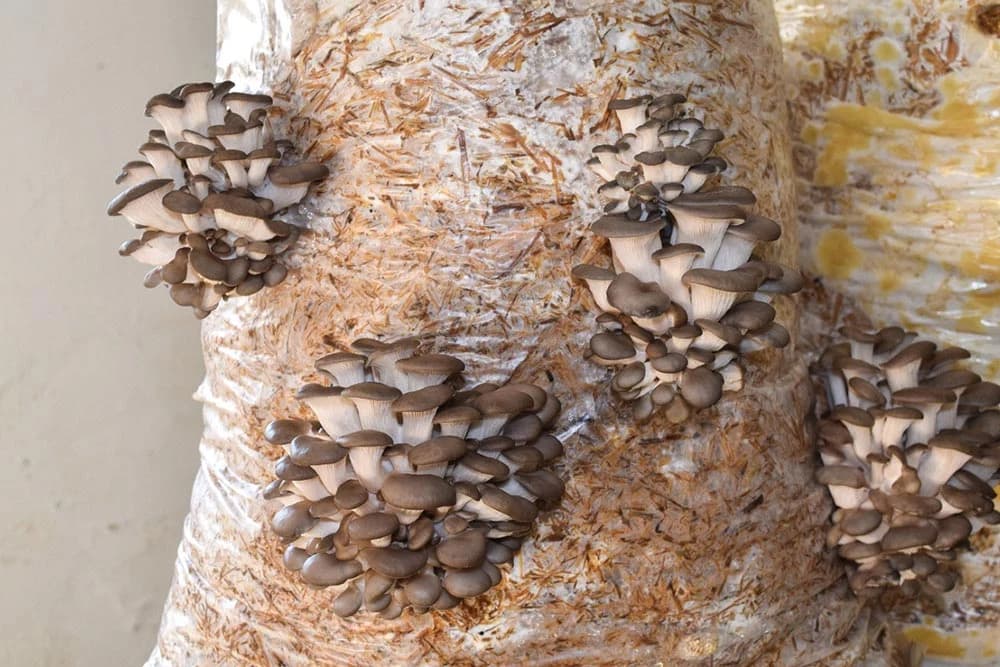 Proizvodnja bukovače na pšeničnoj slami