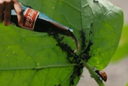 Coca Cola kao sredstvo u borbi protiv biljnih vaši