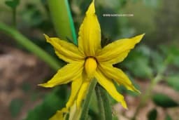 5 razloga ZAŠTO paradajz CVJETA ali nema PLODA