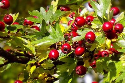 Glog kod nas raste kao korov, a mnoge bolesti liječi! (RECEPT)