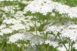 Ovih 5 BILJAKA, koje rastu kraj puta, mogu da vam SPASU ŽIVOT