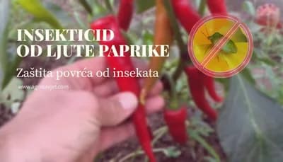 Preparat od LJUTE PAPRIKE - Zaštitite povrće od NAJEZDE insekata!
