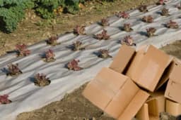 Bašta bez korova uz pomoć kartona