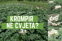 Zašto krompir ne cvjeta i da li to utiče na prinos?