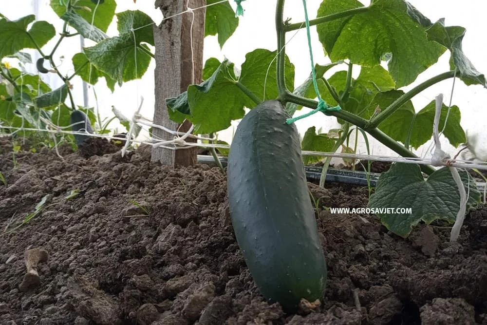 Kada je PRAVO vrijeme za berbu KRASTAVACA?