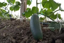 Kada i koliko je potrebno zalivati KRASTAVAC?