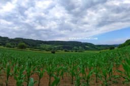 Suša nanijela štetu srpskoj poljoprivredi od najmanje 500 miliona dolara