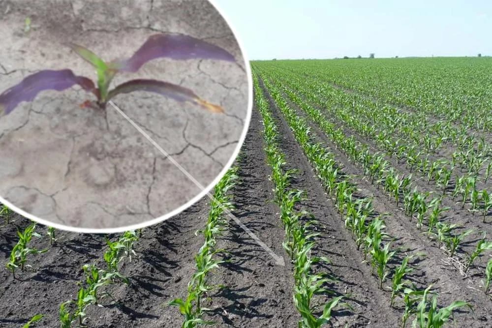 Zašto se pojavljuje ljubičasta boja na kukuruzu?