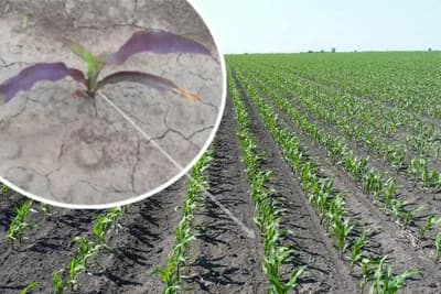 Zaostajanje u rastu i razvoju kukuruza usled vremenskih prilika