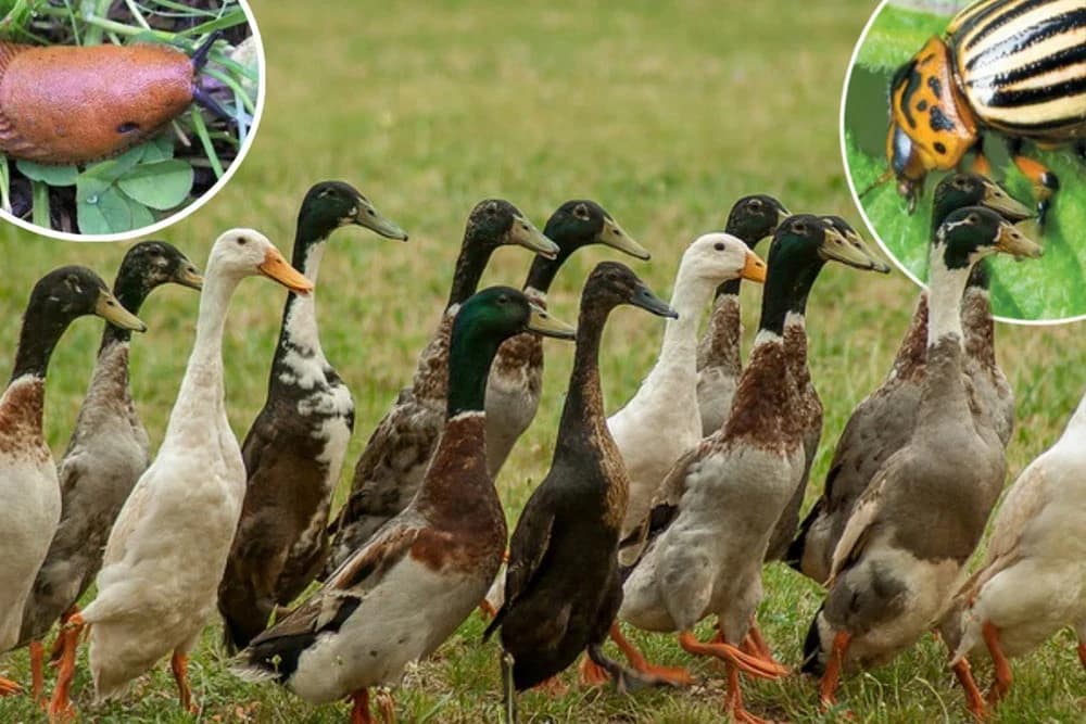 INDIJSKA PATKA TRKAČICA