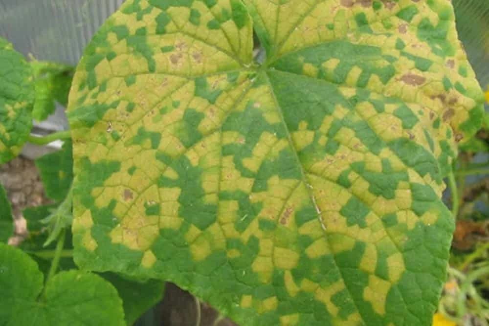 Plamenjača krastavca