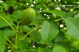 Orahova muva napada plodove - Zaštitite orahe na vrijeme