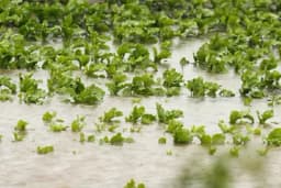 Uticaj POPLAVA na biljke i zemljište!