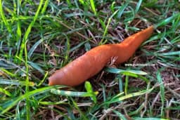 Efikasne metode za odbijanje puževa golaća