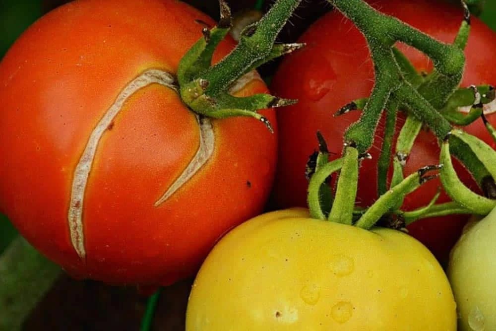 Zašto pucaju plodovi paradajza i kako to spriječiti?