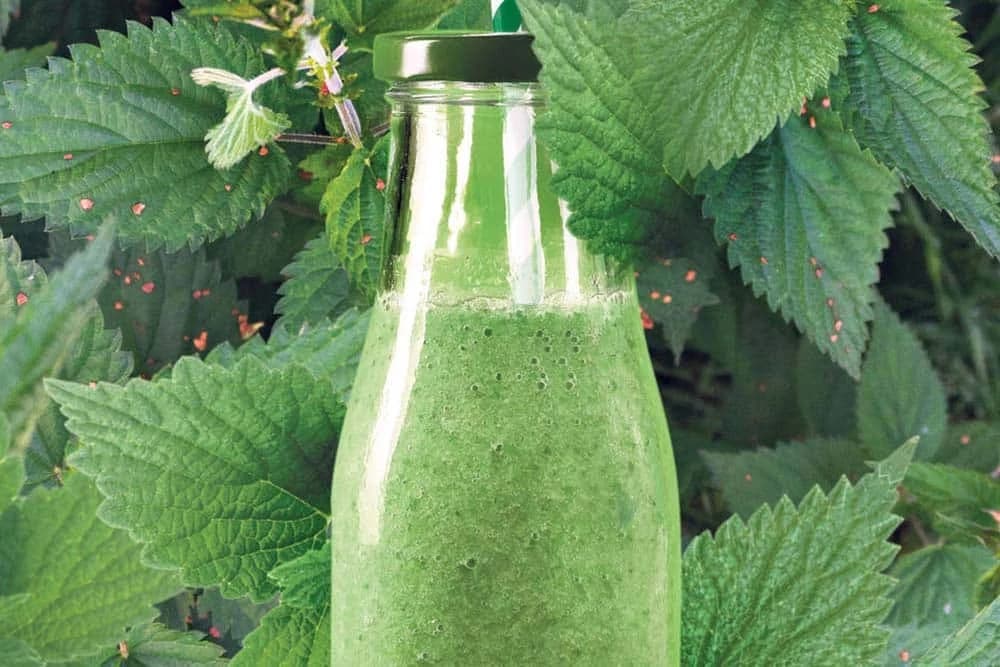 Recept za DOMAĆI sirup od KOPIRVE