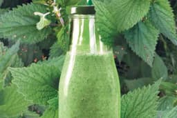 Recept za DOMAĆI sirup od KOPIRVE