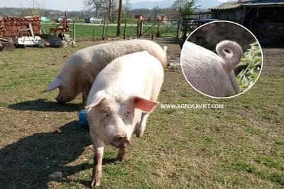Spriječite problem griženja repova kod svinja