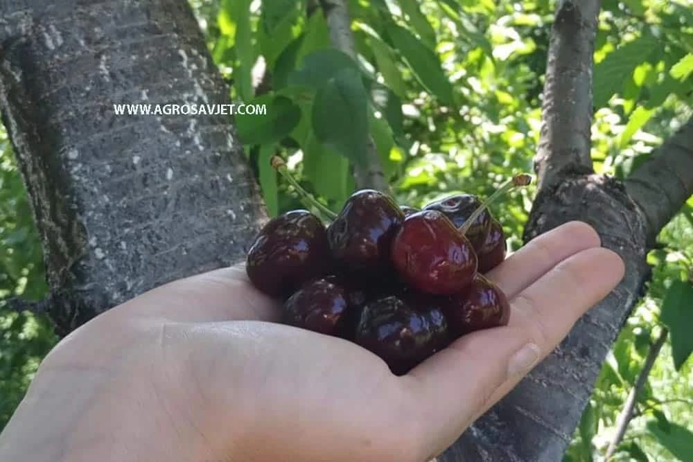 trešnja
