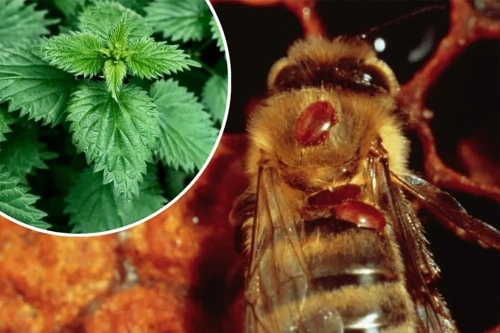 Iskoristite koprivu za suzbijanje Varoe u pčelinjaku