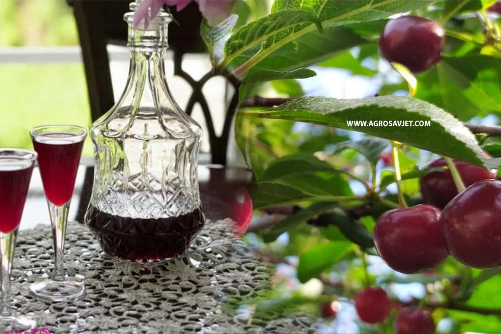 VIŠNJEVAČA ILI VIŠNJEVAC