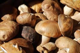 Vrganj - Sakupljanje, zarada i ljekovitost