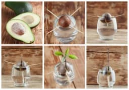 Evo kako da zasadite i gajite avokado u kući