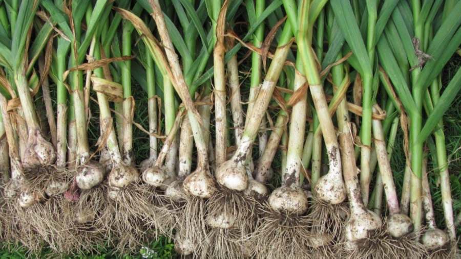 Vađenje bijelog luka