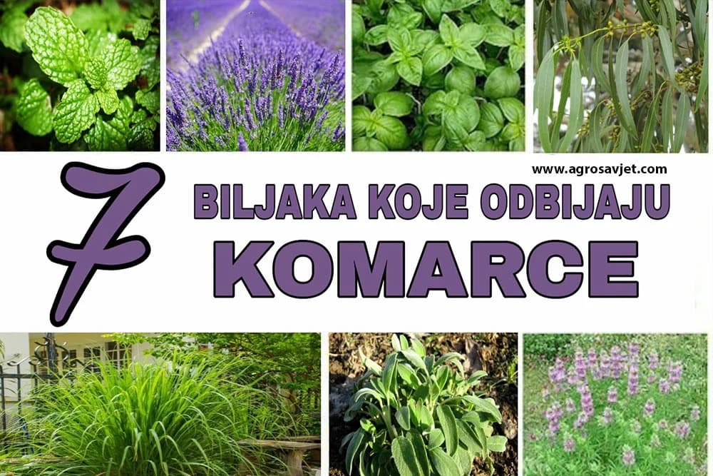 Biljke od kojih KOMARCI bježe i ne vraćaju se!