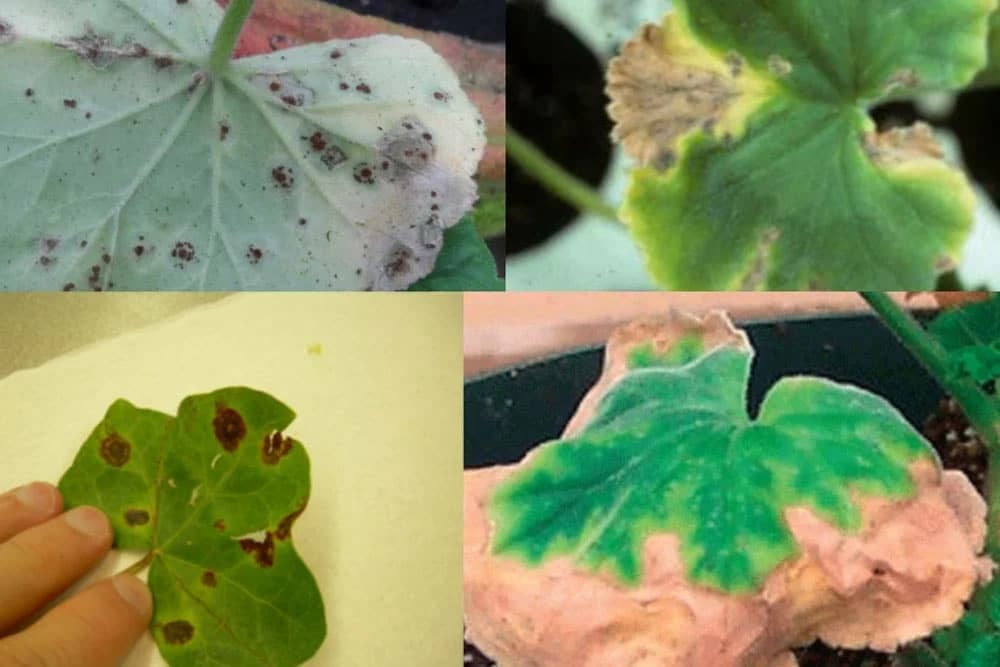 Najopasnije bolesti MUŠKATLI