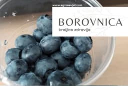 Borovnica - kraljica zdravlja