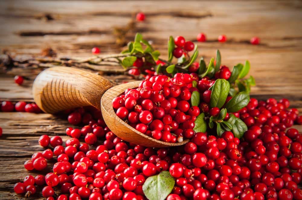 Brusnica - Savjeti za sadnju i njegu