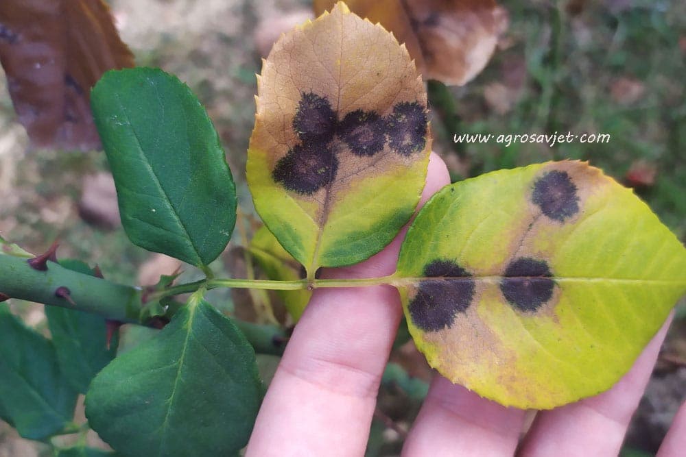 Crna pjegavost ruže