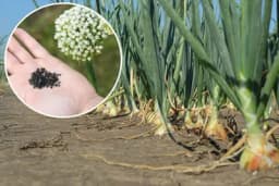 Proizvodnja sjemena CRNOG LUKA