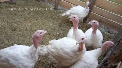 Korisni savjeti za uzgoj ćurki na malim gazdinstvima