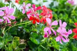 DODALA JE SAMO 1 SASTOJAK I NJENO CVIJEĆE JE CVJETALO KAO LUDO