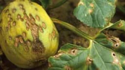 Antraknoza lubenice i dinje uništava lišće, vriježe i plodove