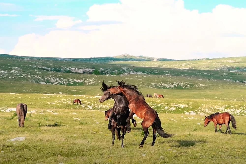 Divlji konji iz Livna