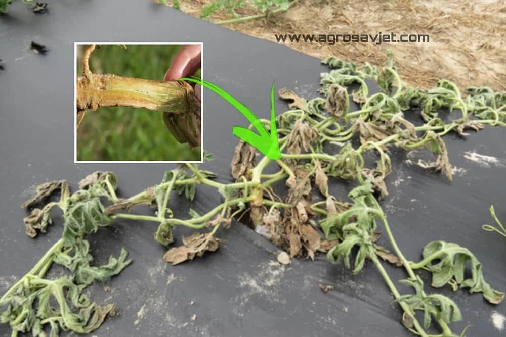 Fuzariozno uvenuće LUBENICE - Opaka bolest posle koje se lubenica ne gaji 10 godina