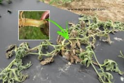 Fuzariozno uvenuće LUBENICE - Opaka bolest posle koje se lubenica ne gaji 10 godina