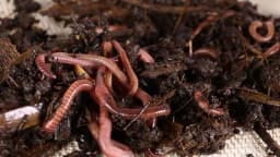 Uzgoj kalifornijskih glista i proizvodnja organskog đubriva