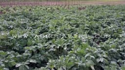 Kako molibden pomaže biljkama da rastu