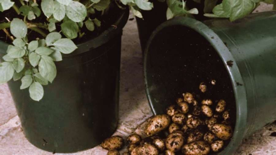 Kako da posadite krompir u buretu