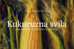 Kukuruzna svila: Ljekoviti čaj i upotreba u liječenju