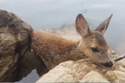 “BILO JE MOKRO, UPLAŠENO” Miodrag SPASAO LANE zaglavljeno u stijenama na Drini