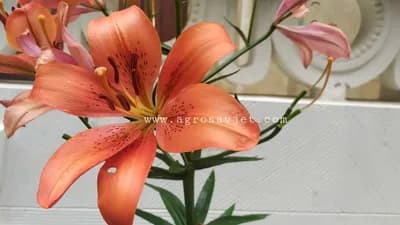 Kako da napravite ljiljanovo ulje