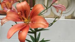 Uz ove savjete LJILJAN će vam cvjetati kao lud!